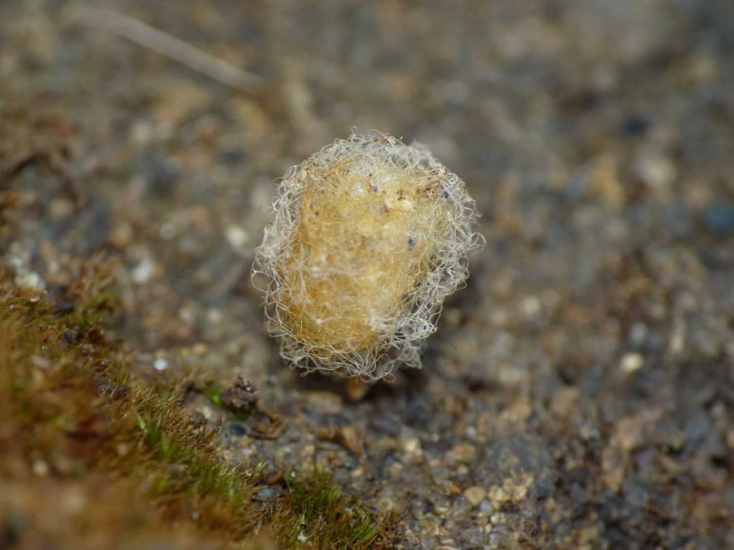 Ovisacco Theridiidae?